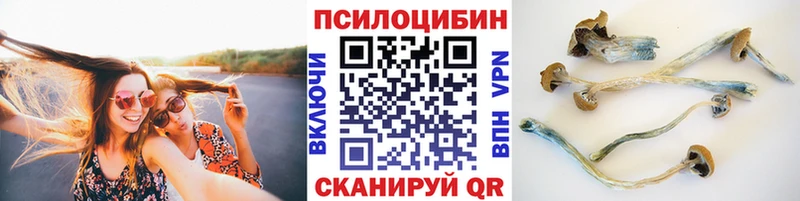 Купить закладки  Зверево  Псилоцибиновые грибы прущие грибы 